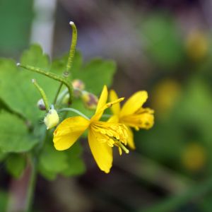 Ugniažolė, didžioji