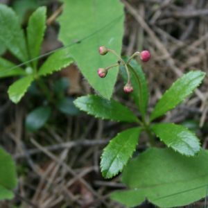 Marenikė, skėtinė