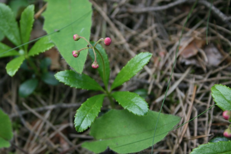 Marenikė, skėtinė