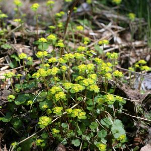 Blužnutė, pražangialapė