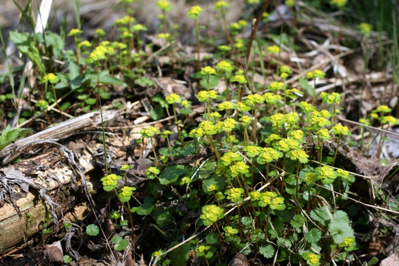Blužnutė, pražangialapė
