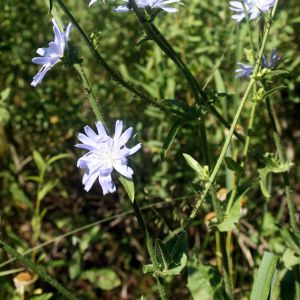 Trūkažolė, paprastoji