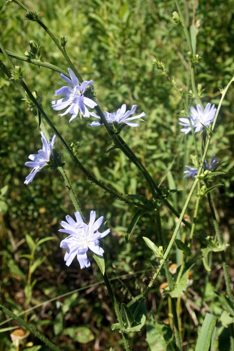 Trūkažolė, paprastoji
