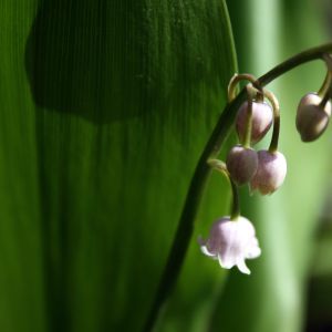 Pakalnutė, paprastoji