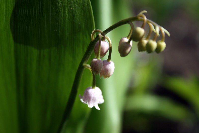 Pakalnutė, paprastoji