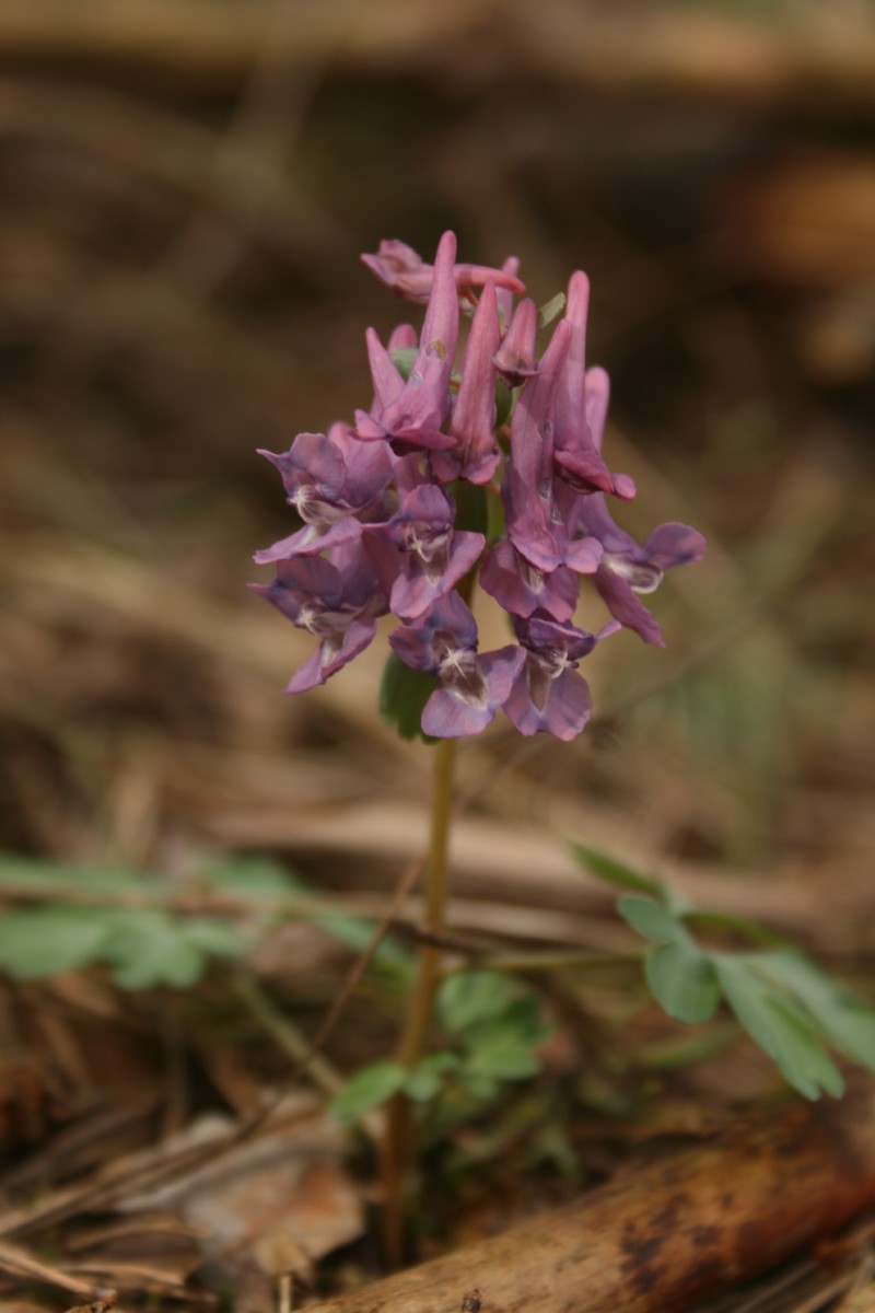 Rūtenis, paprastasis