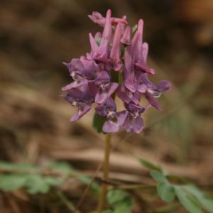 Rūtenis, paprastasis