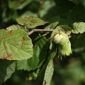 Lazdynas, paprastasis