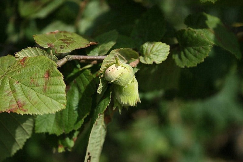 Lazdynas, paprastasis