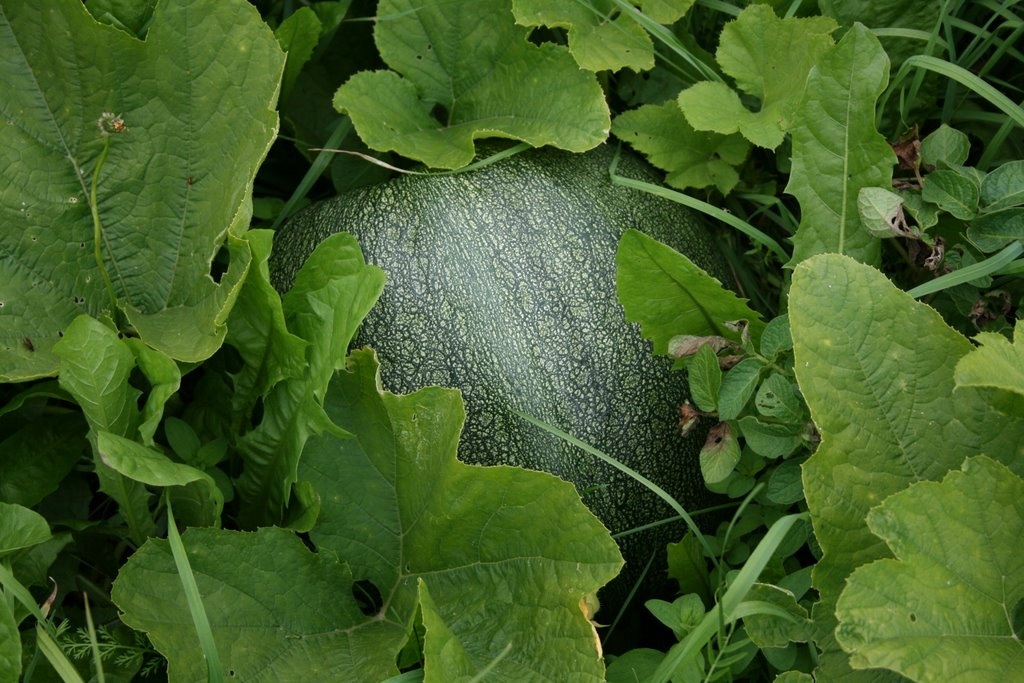 Moliūgas, paprastasis