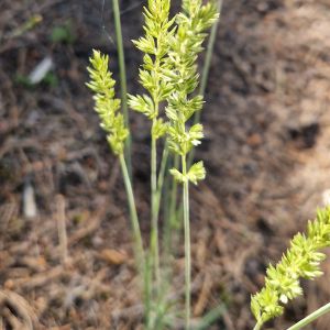 Kietavarpė, paprastoji