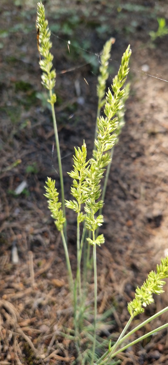 Kietavarpė, paprastoji