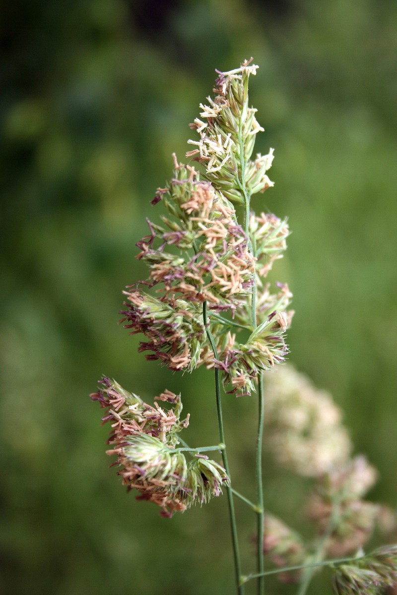 Šunažolė, paprastoji