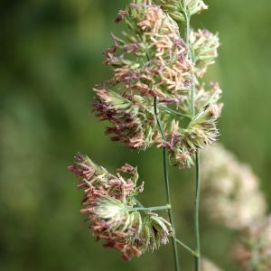 Šunažolė, paprastoji