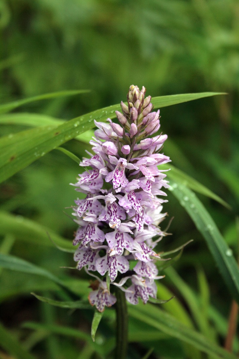 Gegūnė, dėmėtoji