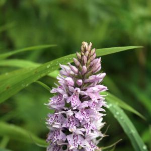 Gegūnė, dėmėtoji