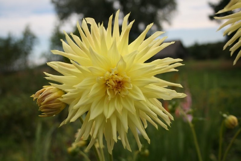 Jurginas, didžiagraižis