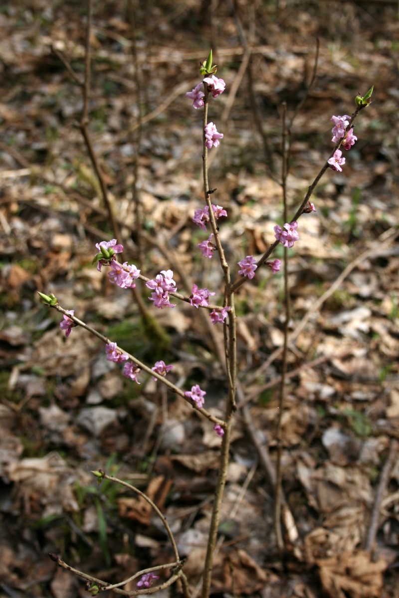 Žalčialunkis, paprastasis