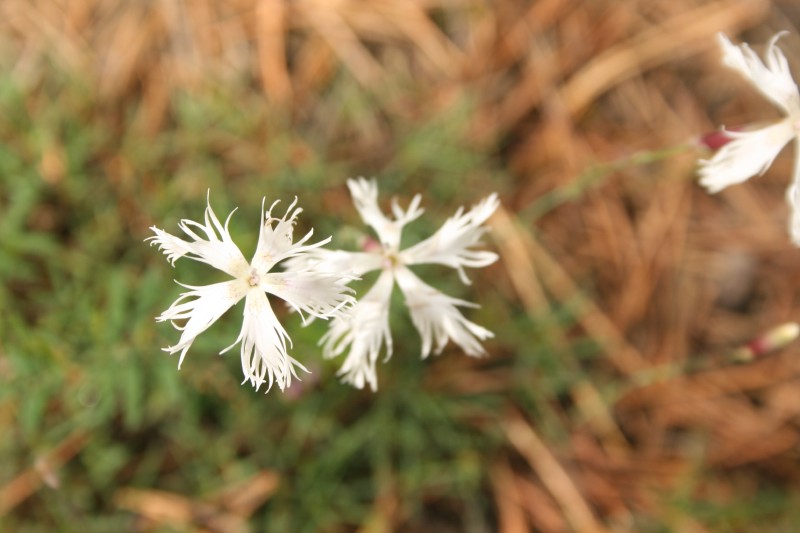 Gvazdikas, smiltyninis