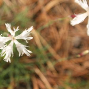 Gvazdikas, smiltyninis