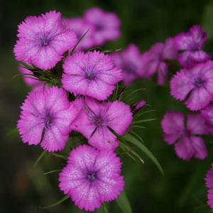 Gvazdikas, šiurpinis