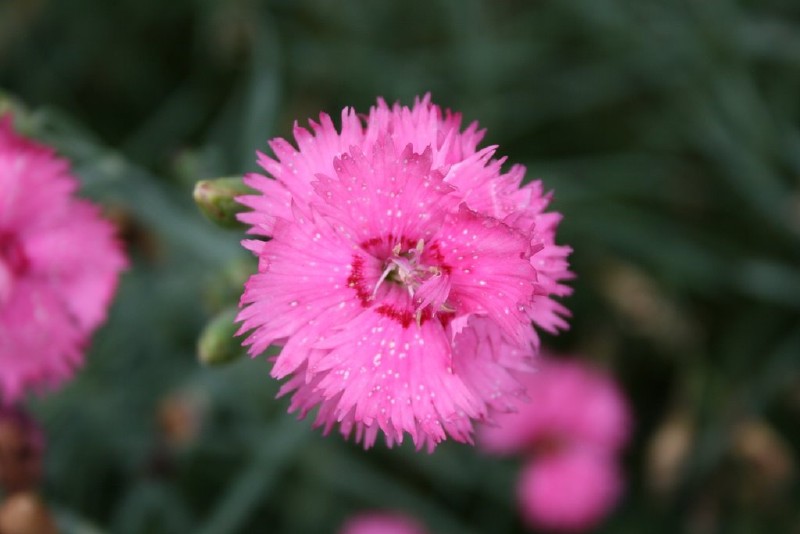 Gvazdikas, žydrasis