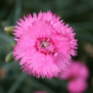 Gvazdikas, žydrasis