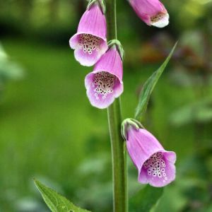 Rusmenė, paprastoji