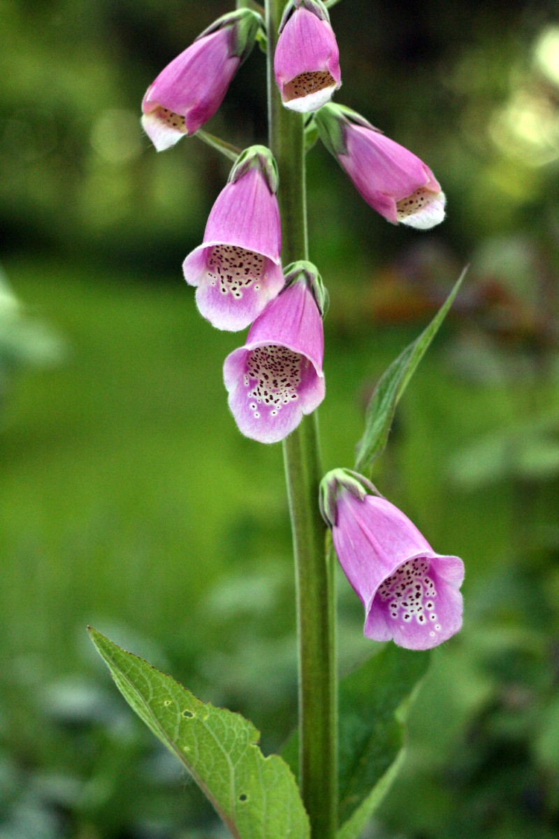 Rusmenė, paprastoji