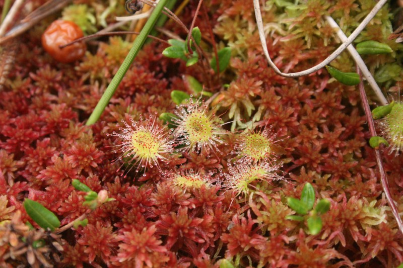 Saulašarė, apskritalapė