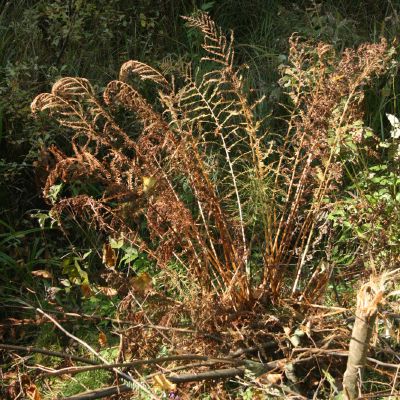 Kelminis papartis pavasari