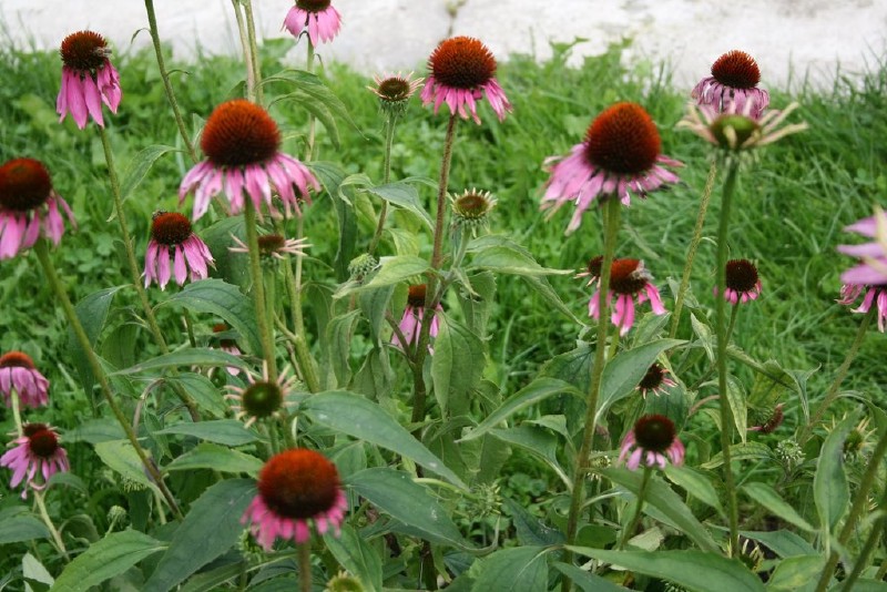 Ežiuolė, rausvažiedė