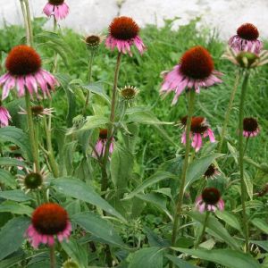 Ežiuolė, rausvažiedė