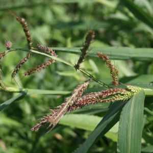 Rietmenė, paprastoji