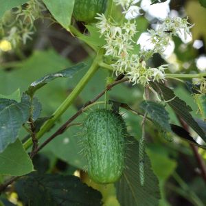 Virkštenis, dygliavaisis