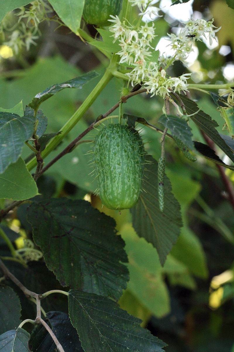 Virkštenis, dygliavaisis