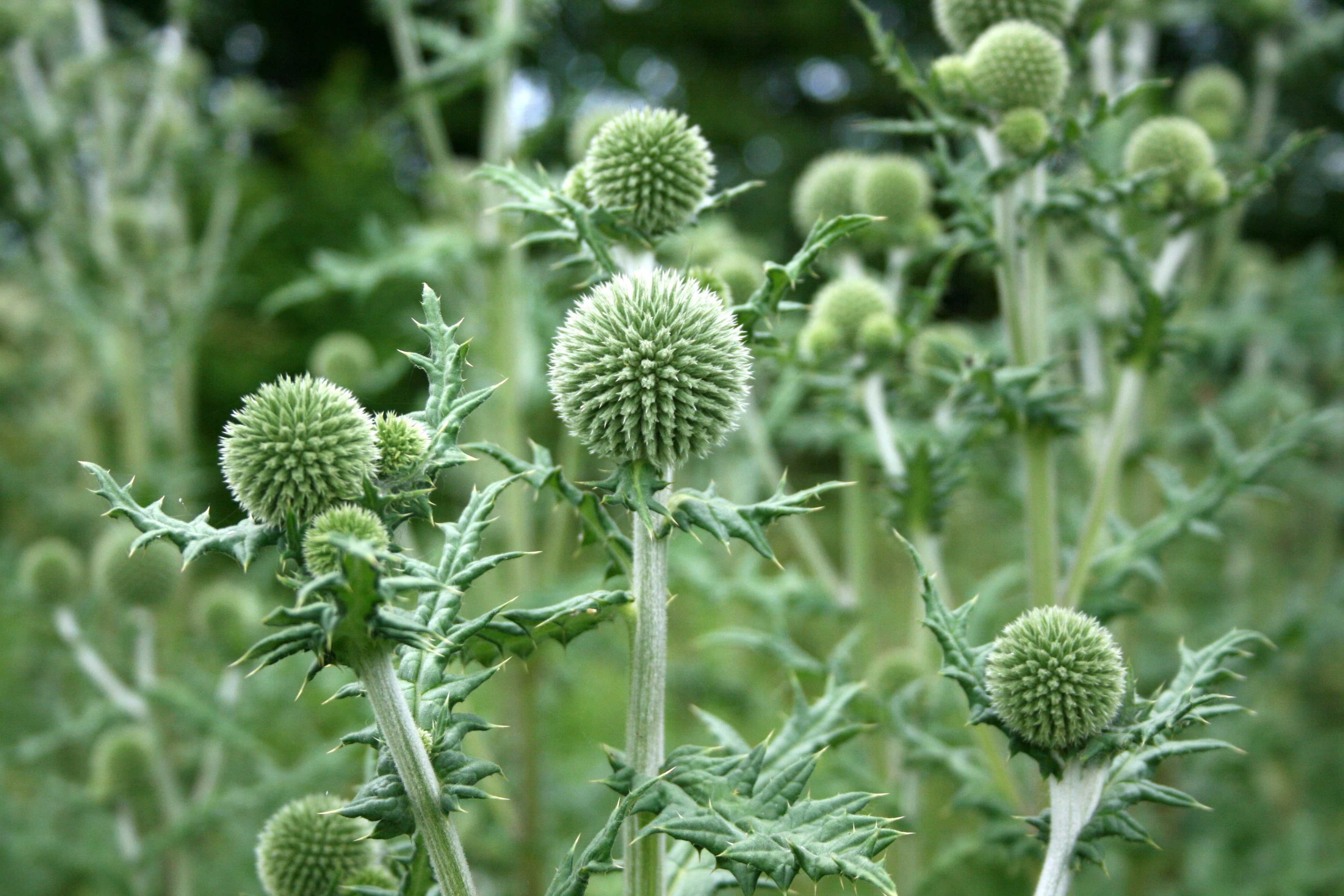 Bandrenis, apskritagalvis