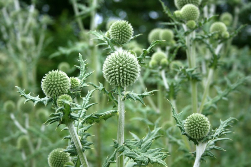 Bandrenis, apskritagalvis