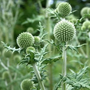 Bandrenis, apskritagalvis