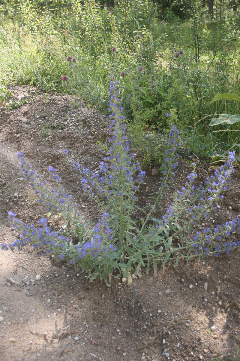 Ežeinis, paprastasis