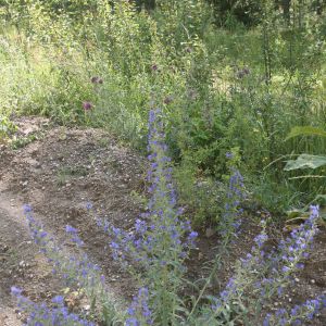 Ežeinis, paprastasis