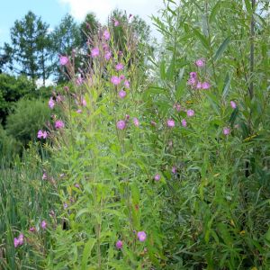 Ožkarožė, plaukuotoji