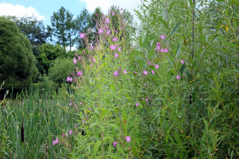Ožkarožė, plaukuotoji