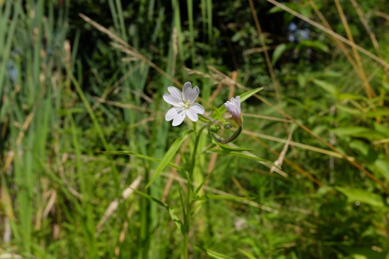 Ožkarožė, pelkinė