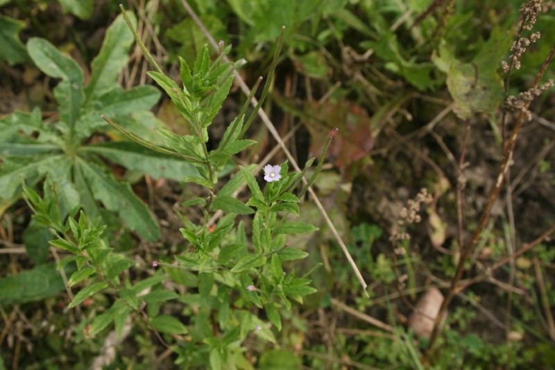 Ožkarožė, smulkiažiedė