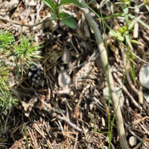 Skiautalūpis, tamsialapis