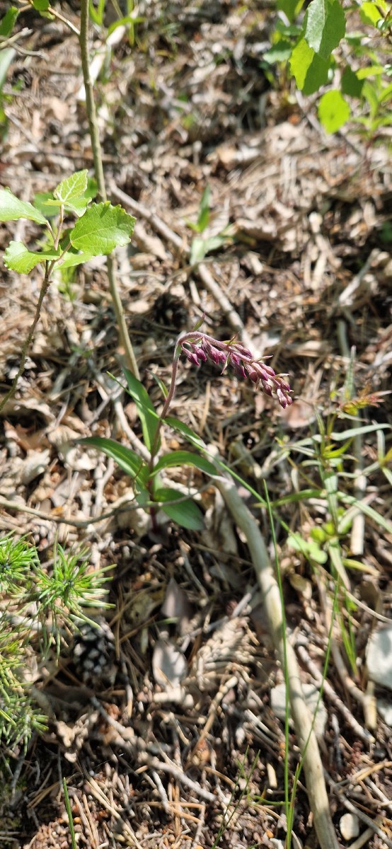 Skiautalūpis, tamsialapis