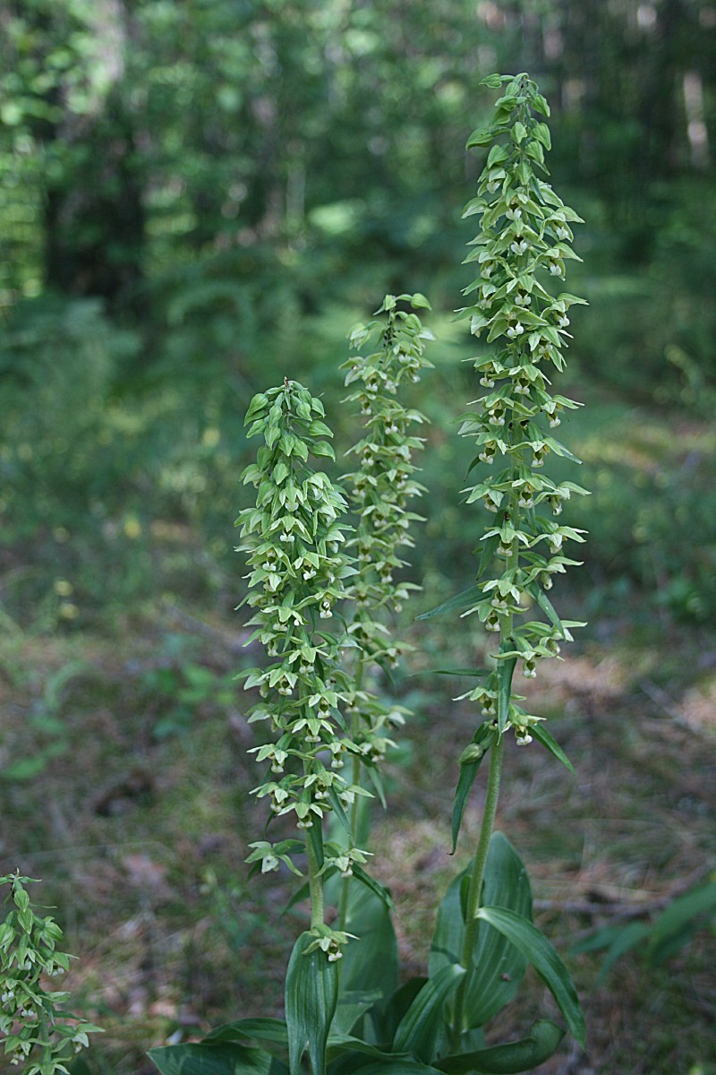 Skiautalūpis, plačialapis