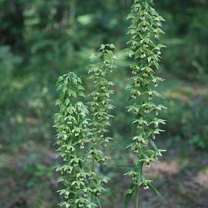 Skiautalūpis, plačialapis