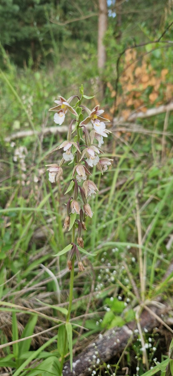 Skiautalūpis, pelkinis